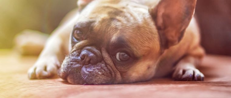 Maladies respiratoires chien